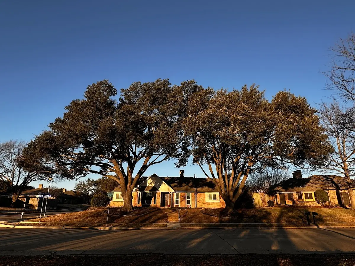 Established residential canopy tree shading a home in Media